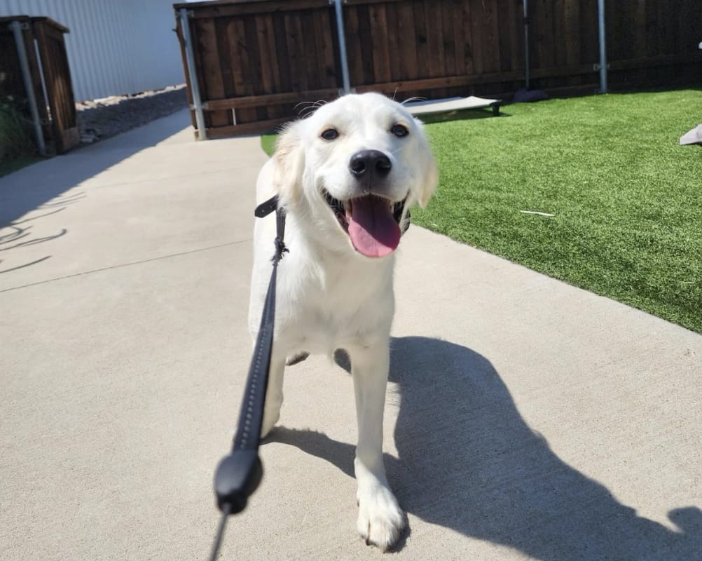 Miniature English Cream Retriever in Training