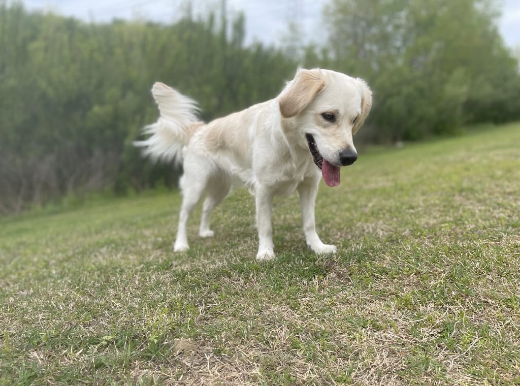 Miniature Golden Retriever