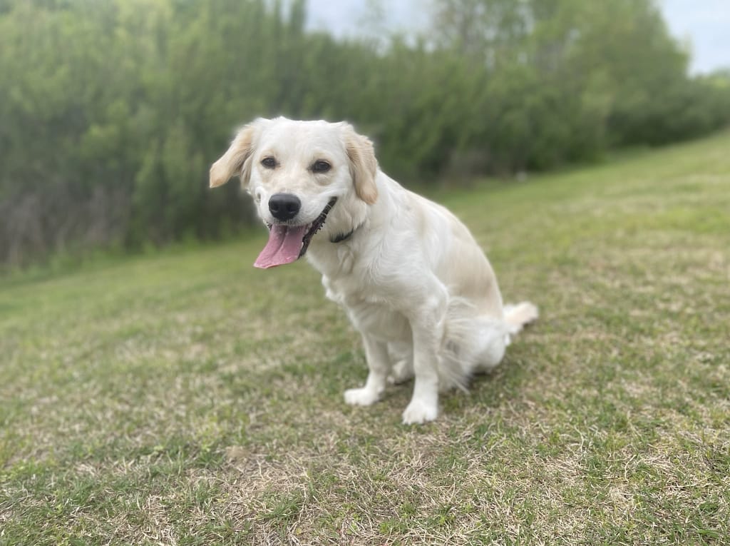 Mini English Cream Retriever
