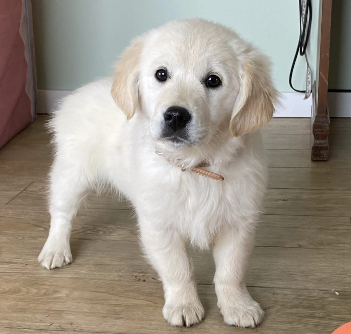 Mini English Cream Golden Retriever Puppy