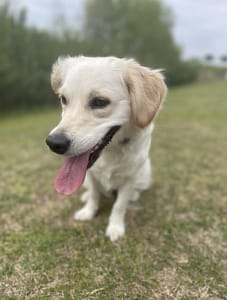 Mini goldens