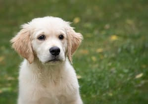 Mini Golden Retriever