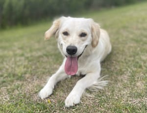 Mini cream retrievers