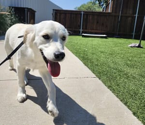 Mini english cream golden retriever training