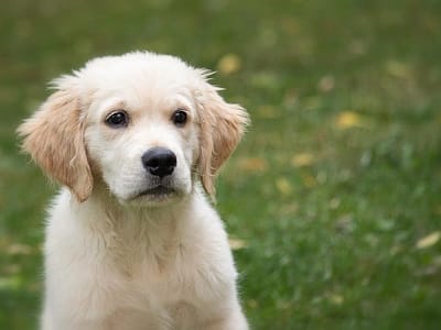 Mini Golden Retriever