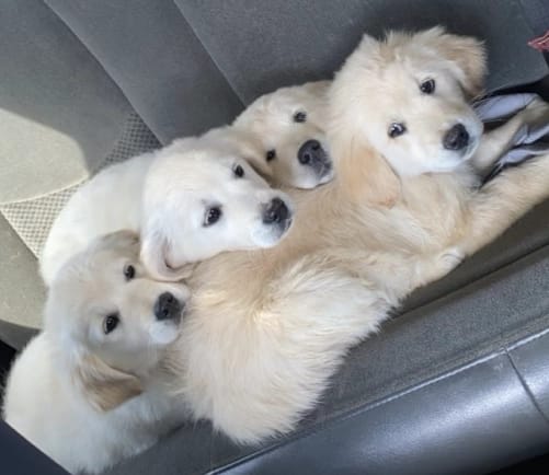 Miniature English Cream Golden Retriever Puppies