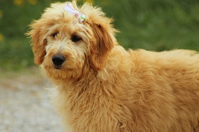 Mini Goldendoodle