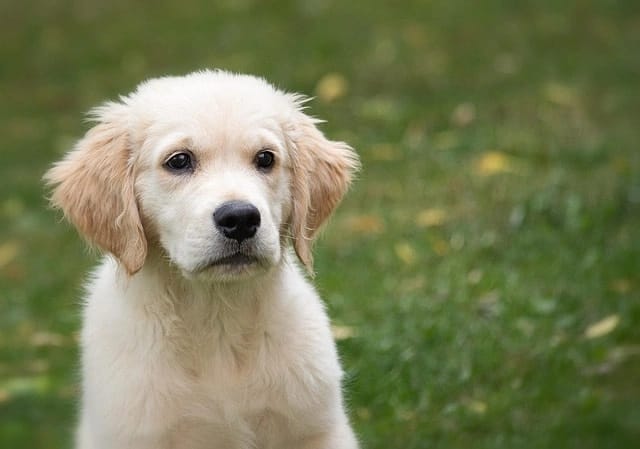 Mini Golden Retriever