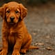 red golden retriever