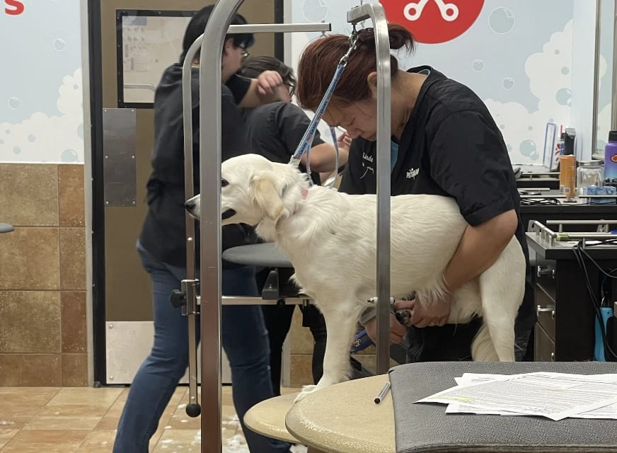 Mini Golden Retriever Grooming