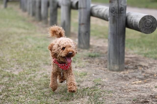 Mini Poodle